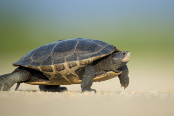 28 черепах, выдр, змею и сурка пронесла пассажирка на борт самолёта