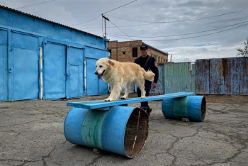 Собаки-спасатели приняли участие в сертификационных испытаниях в Кызылорде