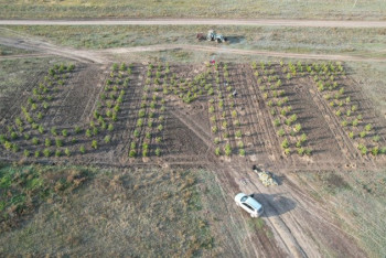 Надпись из деревьев появилась в Павлодарской области