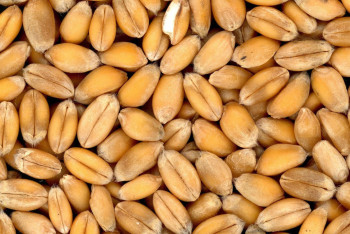 Полицейские требовали взятку зерном