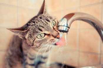 Фотография к новости: В каких городах Казахстана  питьевая вода наихудшего качества