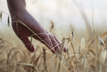 Фотография к новости: Остались без урожая: поможет ли карагандинским аграриям государство
