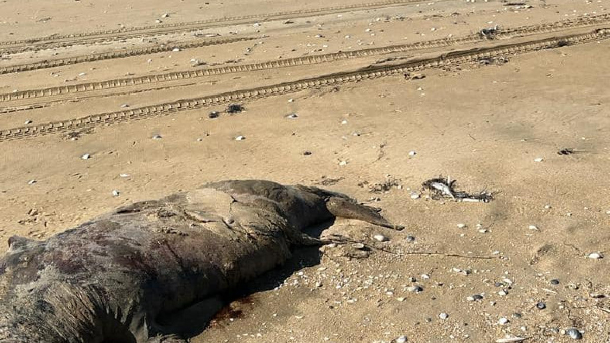 facebook.com/fishcomitteekz