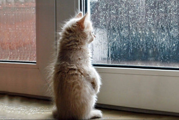 Фотография к новости: Заморозки, дождь и снег: штормовое предупреждение объявлено в девяти регионах страны