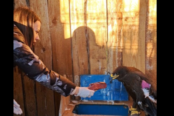 Волонтёр из Костаная спасла раненого беркута