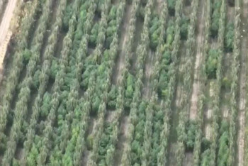 Фотография к новости: Плантацию индийской конопли в яблоневом саду обнаружили полицейские в Алматинской области