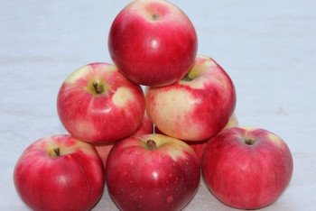 Фотография к новости: Когда алматинский апорт официально станет казахстанским брендом