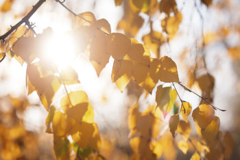 До 25 градусов потеплеет в нескольких регионах Казахстана