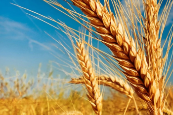 Фотография к новости: Зерновые войны: займёт ли Казахстан место под солнцем на мировом рынке пшеницы