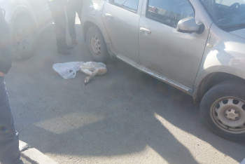 Браконьера с тушкой лебедя задержали в Караганде