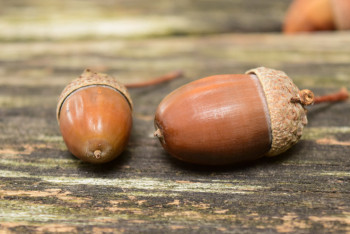 Алматинский зоопарк просит помощи в заготовке желудей