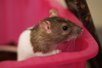 Крыса спряталась в детской коляске и напала на женщину в Павлодаре