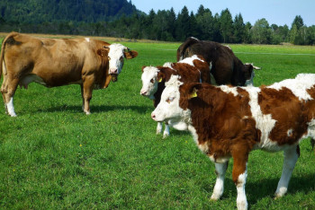 Эксперты КНР проверят ветеринарную систему Казахстана