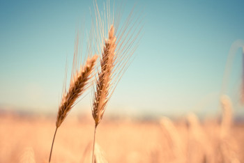 Фотография к новости: Казахстан соберет больше 15 млн тонн хлеба