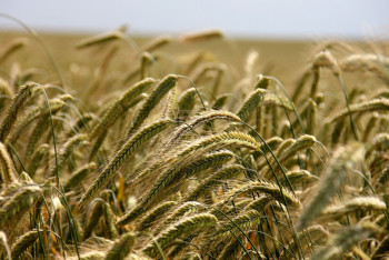 Фотография к новости: В большом минусе: почему казахстанские фермеры оказались  на грани банкротства