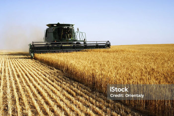 Международный совет по зерну снизил прогноз производства пшеницы в Казахстане на полмиллиона тонн