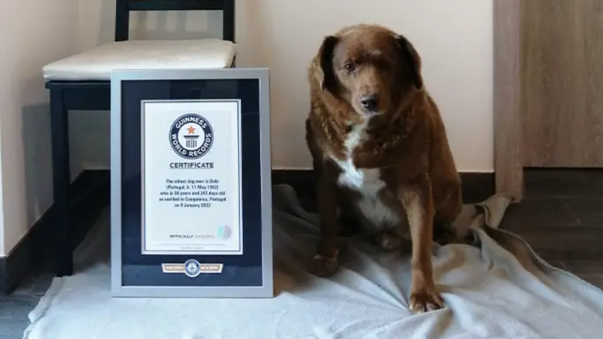 guinnessworldrecords.com