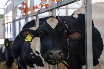 Фотография к новости: "Вырезаем скот и платим зарплату": фермеры Павлодарской области уже не ждут помощи от государства