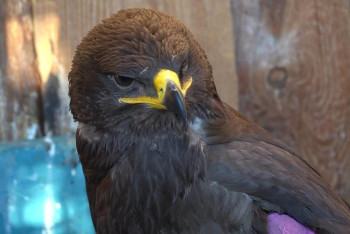 Волонтёры выходили краснокнижного орла в Костанае