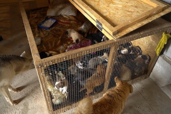 Фотография к новости: Волонтеры Шымкента заявили о провале программы чипировния бродячих животных