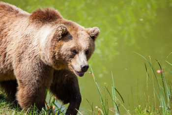 Режим угрозы ЧС ввели из-за гуляющего по городу медведя