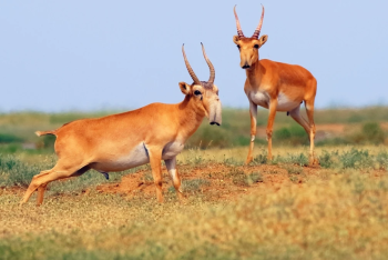 Какие мясокомбинаты принимают туши забитых сайгаков в Казахстане