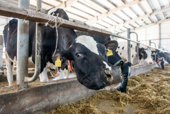 Центр консалтинговых услуг для производителей молока открылся в Алматинской области