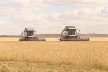 Практически весь урожай зерна собрали казахстанские аграрии
