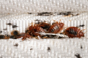 Фотография к новости: Почему дезинсекция насекомых в Казахстане превратилась в смертельную халатность?