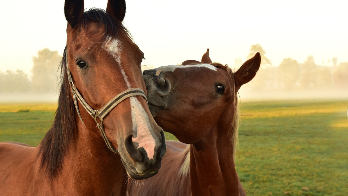 pixabay.com / иллюстративное фото