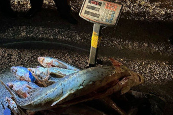 Фотография к новости: Партию осетровых рыб изъяли у жителя Мангистау