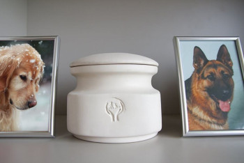 Фотография к новости: Первый крематорий для кошек и собак открылся в Костанае