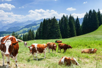 Сельчане СКО тоннами выливают молоко в землю