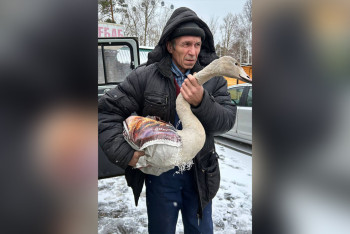 Фотография к новости: Раненого краснокнижного лебедя приютил зоосад ТОО “Бурабай Даму”