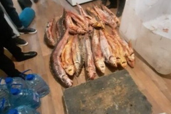 Более 100 килограммов осетровой рыбы изъяли у браконьеров в Мангистау