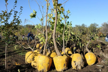 Фотография к новости: Осенняя посадка деревьев: Алматы станет ещё зеленее