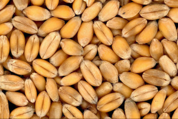 Казахстан разрешил транзит пшеницы через свою территорию