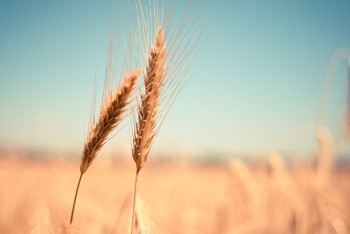 В России намечается дефицит твердой пшеницы