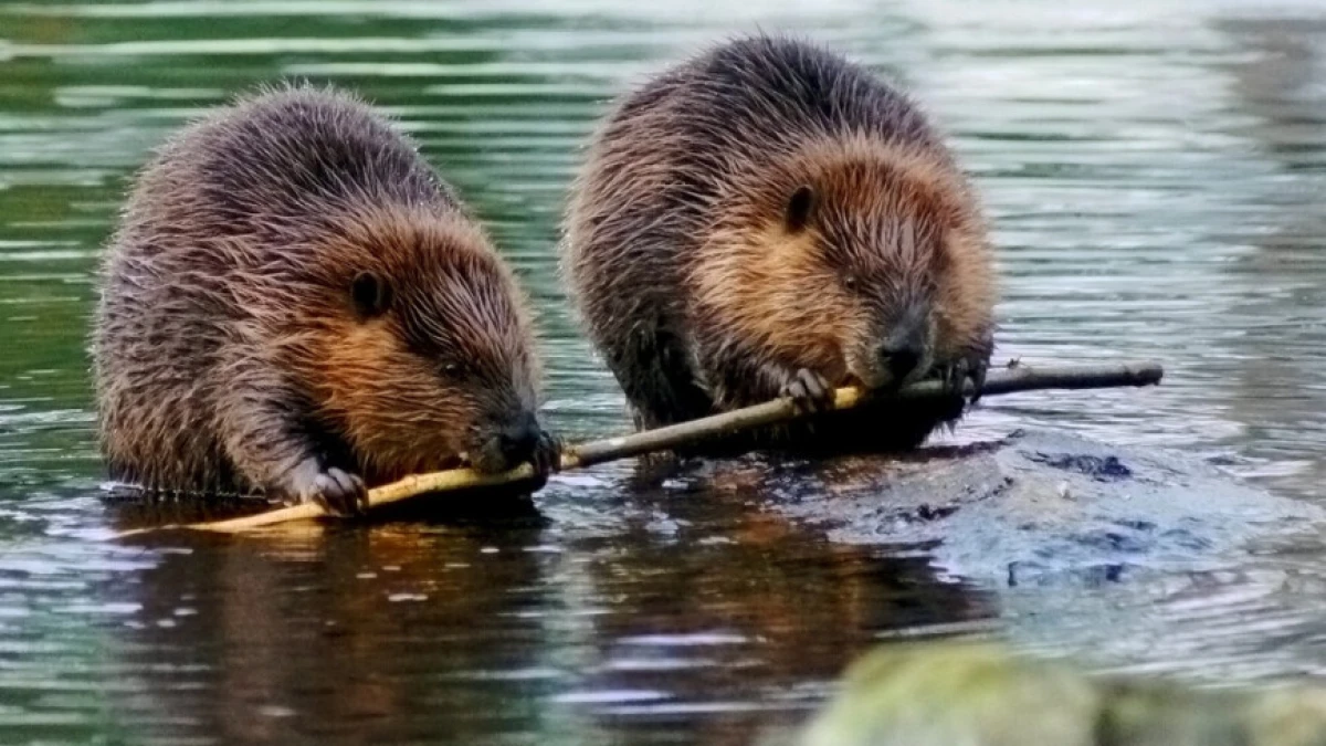 Shutterstock/FOTODOM