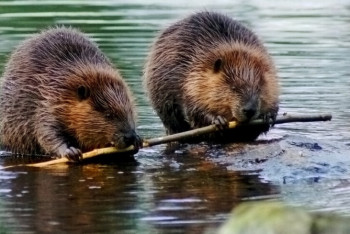 Бобры оставили без электричества два села в России