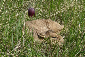 Фотография к новости: "Мы ответственны перед всей планетой": общественники призывают прекратить истребление сайги