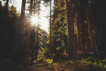 Фотография к новости: Заготовки для поджога леса обнаружили в "Семей Орманы"