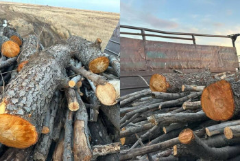 Фотография к новости: Краснокнижные деревья вырубили на дрова сельчане в Актюбинской области