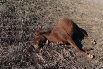 Фотография к новости: Лошади пали от неизвестной болезни в Павлодарской области