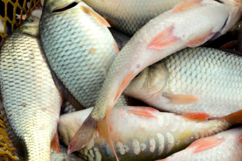 Фотография к новости: Казахстан экспортирует рыбу в 21 страну мира