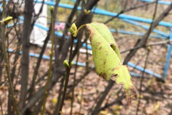 ​В Костанае на веточках сирени набухли почки