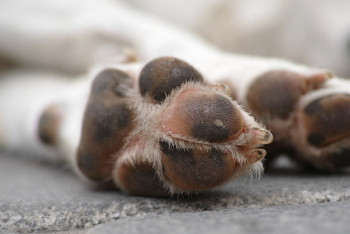 Фотография к новости: "Собака умерла от дротика": почему в Казахстане издеваются над животными