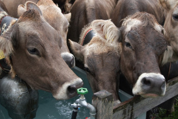 Фотография к новости: Прокуратура отменила запрет на водопой в области Абай