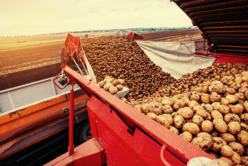 Фермеры Жамбылской области собрали богатый урожай картофеля и овощей