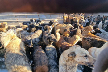 Фотография к новости: Чистокровные алабаи и хаски: как выживают бездомные животные на спецтерритории в Астане